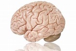 Brain model 300×200 (Used with permission from Roche)