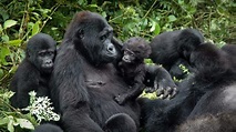 BWINDI FOREST TO GET MORE GORILLA FAMILIES FOR TREKKING ...