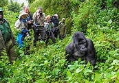 How Gorilla Trekking Uganda Offer An Insight About Africa’s ...