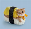 Sushi Cats, A Cute Collection of Magical Felines Resting on Sushi Rice