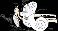 Ear Anatomy - Inner Ear - Otorhinolaryngology - Head & Neck Surgery