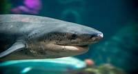 Shark | Live cam | Monterey Bay Aquarium