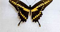 10 borboletas comuns no RS que você vai adorar conhecer