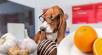 10 alimentos que seu cachorro NUNCA deve comer | Petlove