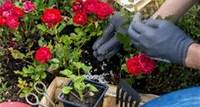 Rosen mit Blaukorn düngen – Anleitung und Tipps
