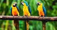 Gli amici pappagalli