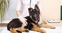 Back Leg Weakness in Dogs - Symptoms, Causes, Diagnosis, Treatment, Recovery, Management, Cost