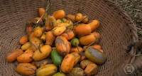 Conheça o jaracatiá, fruta que já foi usada como remédio pelos primeiros moradores de São Pedro