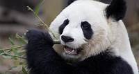 Wild Encounter: Giant Panda - Meet and feed a panda at Zoo Atlanta