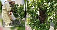 Bienenschwarm vorm Haus: Verängstigte Mutter ruft die Feuerwehr