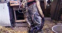 Ucciso nelle campagne di Roccanova un serpente di oltre 3 metri (FOTO)