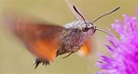Der Kolibri, der ein Schmetterling ist Jetzt fliegt die Frühjahrsgeneration der Taubenschwänzchen