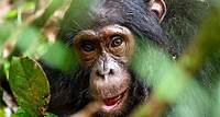 What’s the Difference Between Monkeys and Apes?