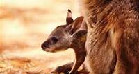 Did You Know A "Kangaroo Word" Contains Its Own Synonym?