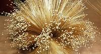 Capim dourado: conheça 10 curiosidades da planta colhida no Jalapão e usada na confecção de artesanatos