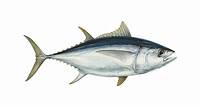 Sustainable tuna guide | Seafood Watch