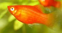 Platys Platy Fish: Care, Lifespan, Food & Tank Mates of Platies