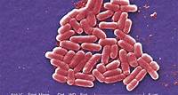 Gram-negative Escherichia coli O157:H7