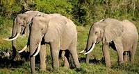 African Forest Elephant | Species | WWF