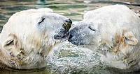 V pražské zoo přivítali dva nové lední medvědy