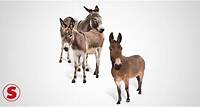 Qual a diferença entre jumento, mula, burro, jegue, asno...