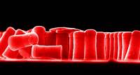 Schrödingers Rotes Pixel – Rotestes Rot erzeugt