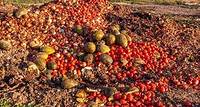 Reducing Food Waste Across the Supply Chain: Statistics & Strategies - Center for Nutrition Studies