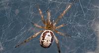 How dangerous are false widow spiders?