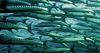 Free Gray and Silver School of Fish Underwater Photography Stock Photo