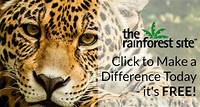 The Rainforest Site | Click to Save The Rainforest
