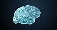 Der Cortex Die Zentrale des Gehirns, Sitz von Wahrnehmung, Bewusstsein und Verhalten