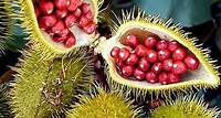 Urucum: Conheça o fruto que faz parte da cultura indígena brasileira