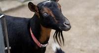 Goat Allergies Keepers and veterinarians treat Spice the goat for allergies.