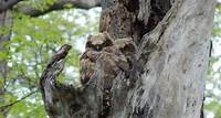 Great horned owls draw attention Roy Wilhelm