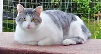 Katze angeschossen Tierquälerei bei Stendal: Verletzter Kater kämpft um sein Leben