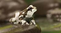Amazon Milk Frog Attraction | Central Florida Zoo Animals