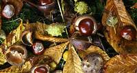 The Health Benefits of Horse Chestnut