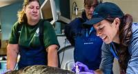 Opportunities | The Marine Mammal Center