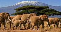 Kenya & Tanzania Wildlife Safari