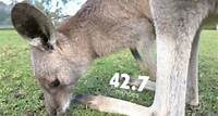 Austrália tem mais cangurus do que gente: são 42 milhões de animais contra 25 milhões de pessoas