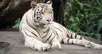 Découvrir le tigre blanc