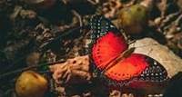 Secret of How Butterfly Wings Get Their Vibrant Colors Is Discovered