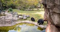 Explore the Wild: Black Bears