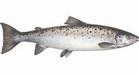 Sustainable salmon guide | Seafood Watch