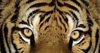 Wild Classroom Tiger Toolkit
