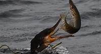 Emergenza cormorani, razzia di pesci: chiude in anticipo la riserva medicea di Seravezza