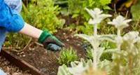 Ein gutes Händchen für alle Pflanzen – So können Garten-Neulinge schnell… Ein gutes Händchen für alle Pflanzen – So können Garten-Neulinge schnell sichtbare Erfolge feiern