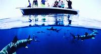 Shark Viewing Trips FLORIDA SHARK VIEWING CHARTERS