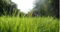 Livios “Tondez votre gazon moins souvent”: un expert donne des conseils pour une pelouse verte Les gazons poussent très vite. Le moment est donc venu de sortir la tondeuse de l’abri de jardin. Ou pas, car le mois de mai a été décrété « En mai, tonte à l’arrêt ». Laisser sa pelouse pousser est bon notamment pour la biodiversité. Vous préférez quand même tondre votre pelouse? Le site de la construct...