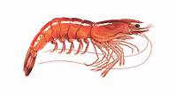 Sustainable shrimp guide | Seafood Watch